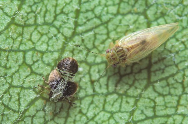 Birnblattsauger, Psylla Cacopsylla pyri, adult mit Exuvie (leere Larvenh�lle)