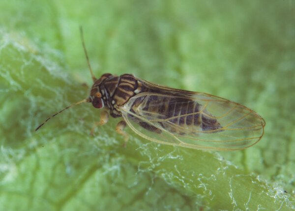 Birnblattsauger, Psylla Cacopsylla pyri, Sommerform, adult