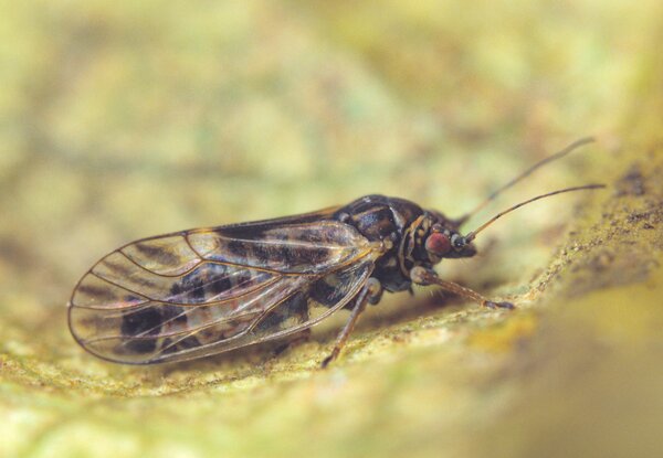 Birnblattsauger, Psylla Cacopsylla pyri, Winterform, adult