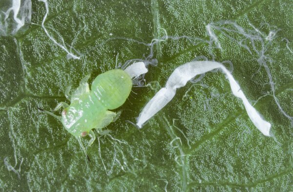 Birnblattsauger, Psylla Cacopsylla pyri, junge Larve auf Blatt, mit Wachsausscheidung