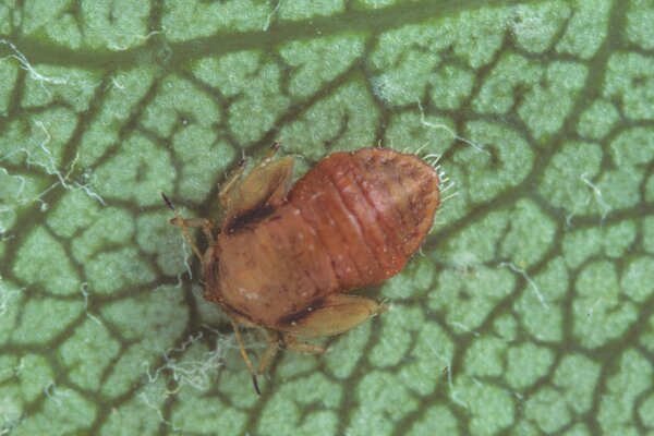 Birnblattsauger, Psylla Cacopsylla pyri, Larve von Schlupfwespe parasitiert