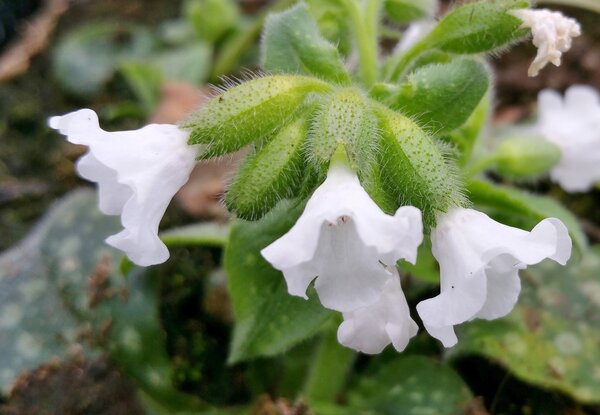 Pulmonaria saccharata 'Ice Ballet'