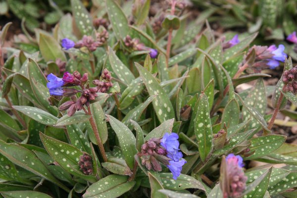 Pulmonaria longifolia 'Blauer Hgel'