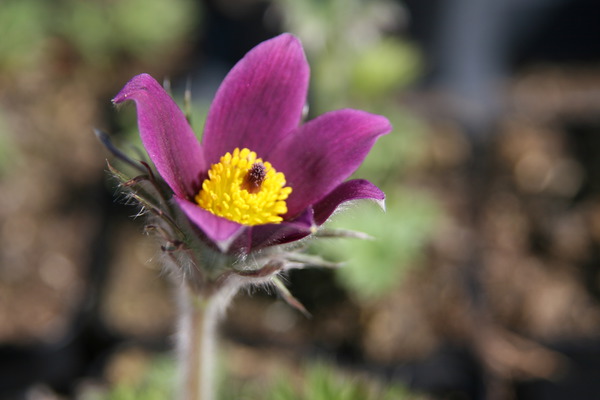 Gartenarbeit im März Pulsatilla vulgaris Blaue Glocke Lubera