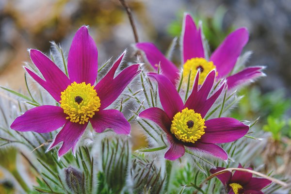 Pulsatilla Titelbild pixabay