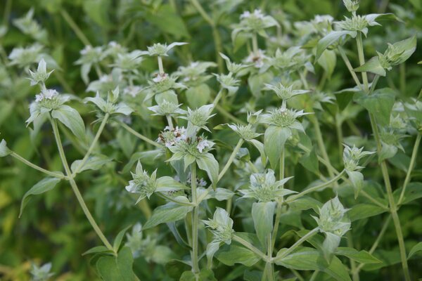 Pycnanthemum muticum, Staude, Pppel