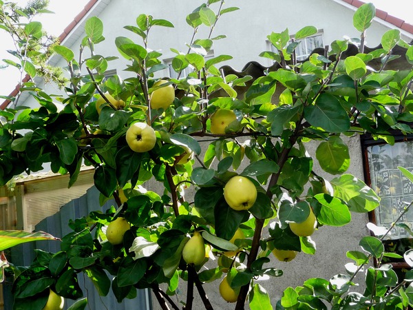 Quitte Cydora Robusta etablierte Pflanze im Garten