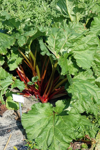Rhabaraber Rheum rhabarbarum Reto Juli 2020