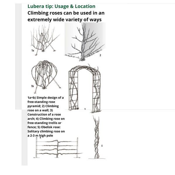 planting climbing roses
