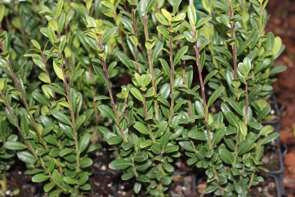 Ilex crenata pflanzen, japanische Stechpalme Dark Green, Lubera