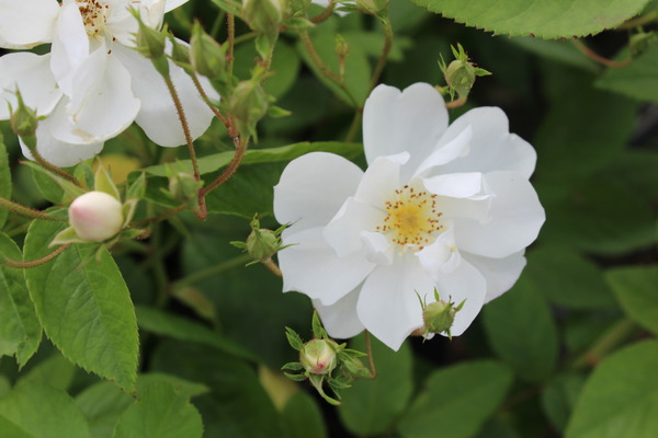 Rose Bobby James