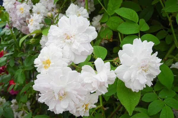Rose, Kletterrose, Pauls Himalayan Musk (korr) Rose, Kletterrose, Pauls Himalayan Musk (korr)