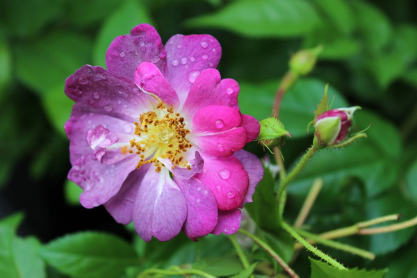 Englische Rosen Ramblerrosen Veilchenblau Lubera