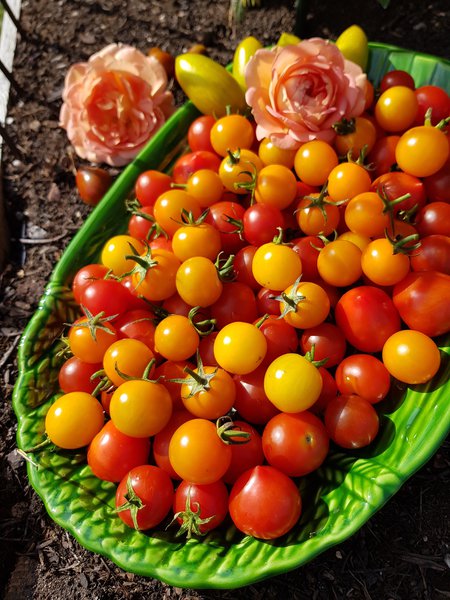 Cherrytomaten Ranka Tessin Lubera