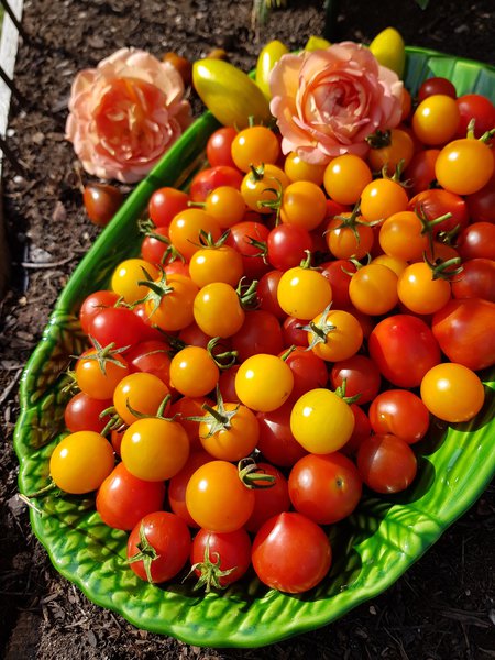 Cherrytomaten Ranka Tessin Lubera