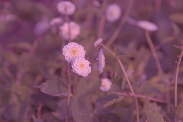 Ranunculus aconitifolius 'Pleniflorus'