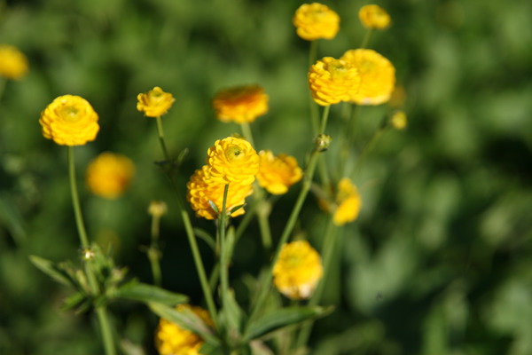 Ranunculus acris 'Multiplex'