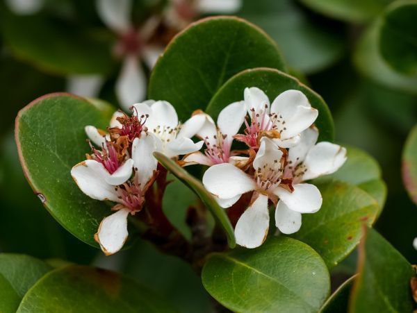 Traubenapfel Rhaphiolepsis