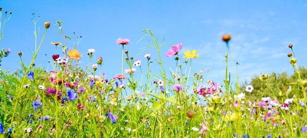 Alternative zu Rasen: Blumenwiese