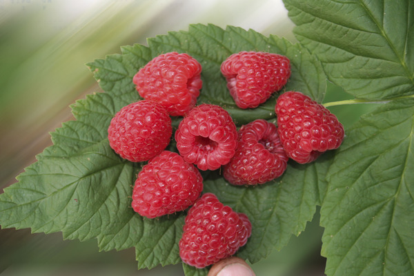 Himbeeren pflanzen, Lubera