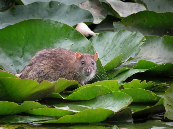 Ratten im Garten bekämpfen ᐅ so geht´s