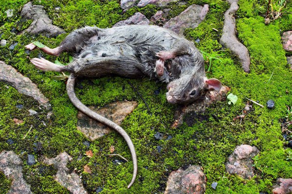 Tote Ratte im Garten