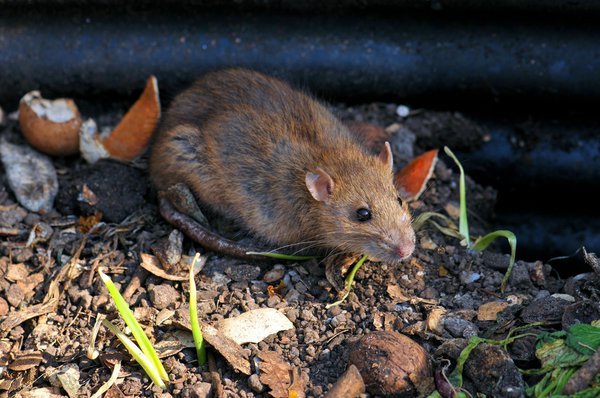 Ratten im Beet - unter den Terrassenplatten? (Tiere, Garten