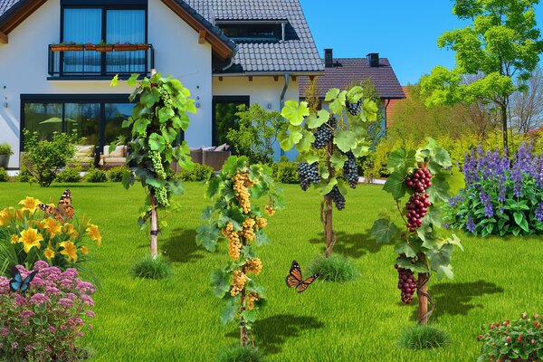 Weinreben, Rebgarten, Rebberg zuhause