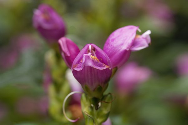 Schlangenkopf, Schildblume (Chelone obliqua)