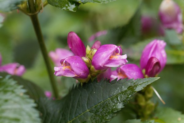 Schlangenkopf, Schildblume (Chelone obliqua)