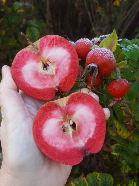 Redlove Calypso Ranka Tessin Lubera