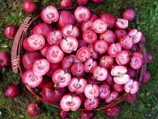 Was macht die Eierfrucht an der Ostsee Ranka Tessin