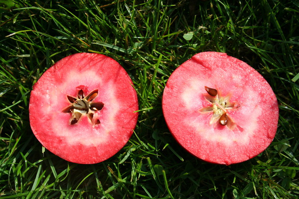 Saftig rote Äpfel datieren