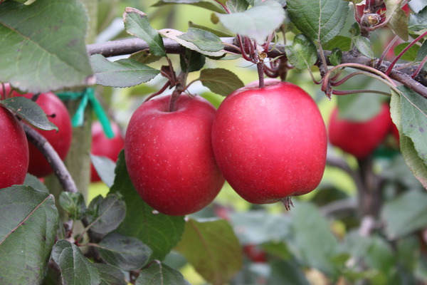 2 Kohlhaas-Früchte am Baum