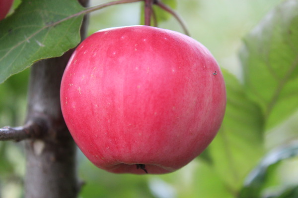 Neue Apfelsorten Redlove Lollipop kleiner rundlicher Redlove-Apfel