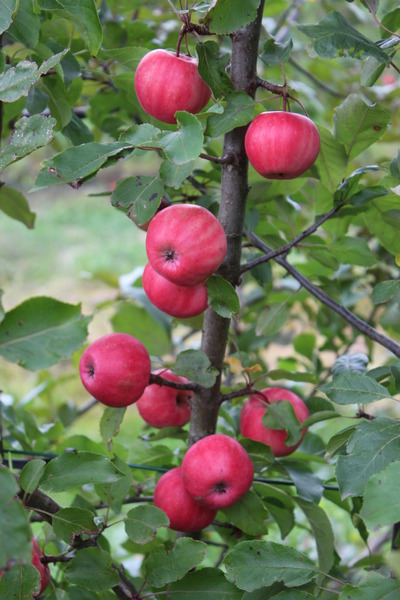 Apfel Redlove Lollipop, Frchte am Baum, Lubera