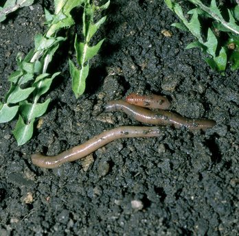 Warum kommt der Wurm bei Regen zum Vorschein?