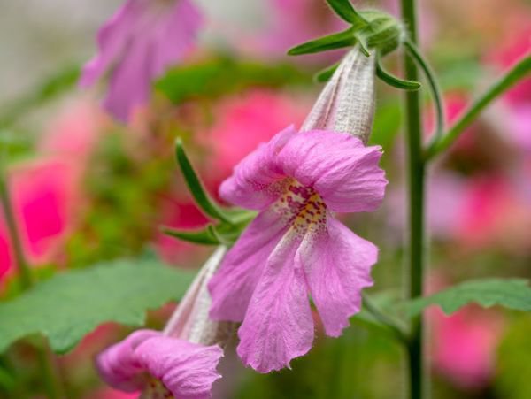 Rehmannia elata