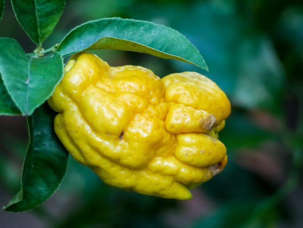 Buddhas Hand Zitrone kann mit einer Formvielfalt auftrumpfen