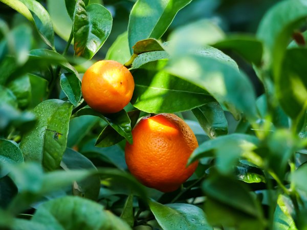 Mittelmeermandarine Citrus reticulata