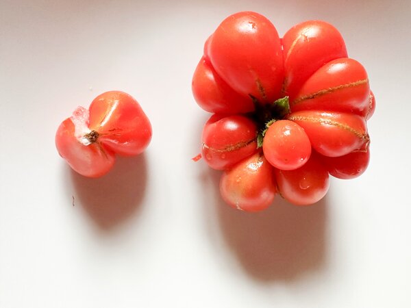 Reisetomate Voyage 