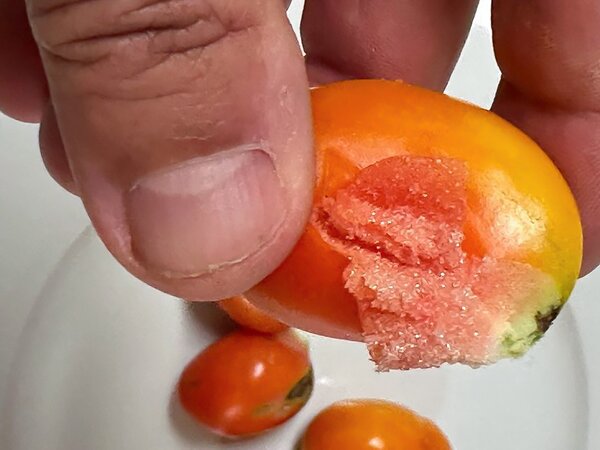 Reisetomate (quer)