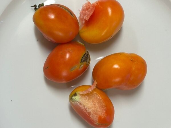 Reisetomate