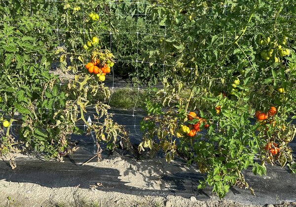 Reisetomate Pflanze (quer)