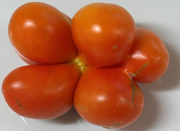 Reisetomate
