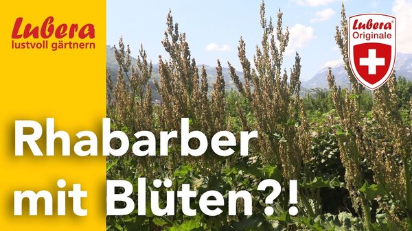Thumbnail, Lubera Video, Rhabarber Blüten