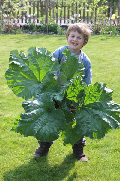 Lukas mit Rhabarber