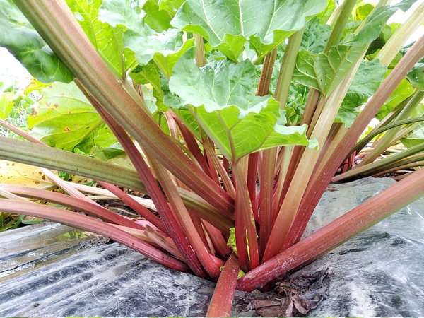 Rhabarber Everbarber 'Cropstar', Rheum rhabarbarum