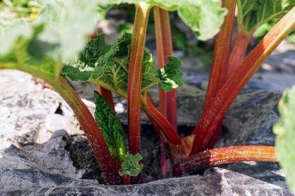 Rhabaraber Rheum rhabarbarum Reto Juli 2020
