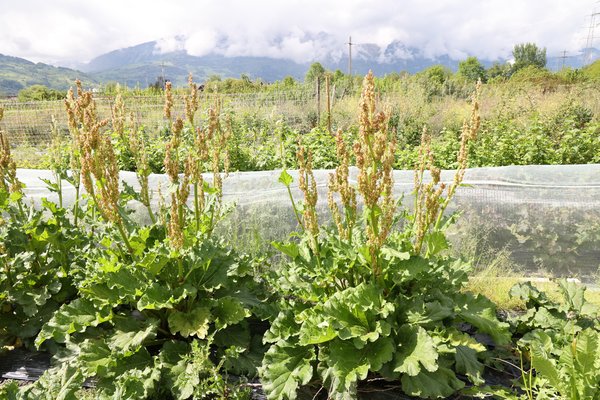 Rhabarber Blitzstart, Rheum rhabarbarum, Bloombarber, Lubera